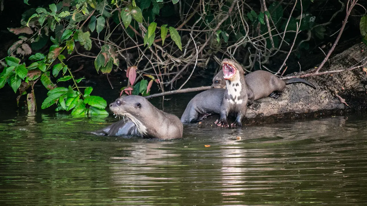 Giant river otters in the lake