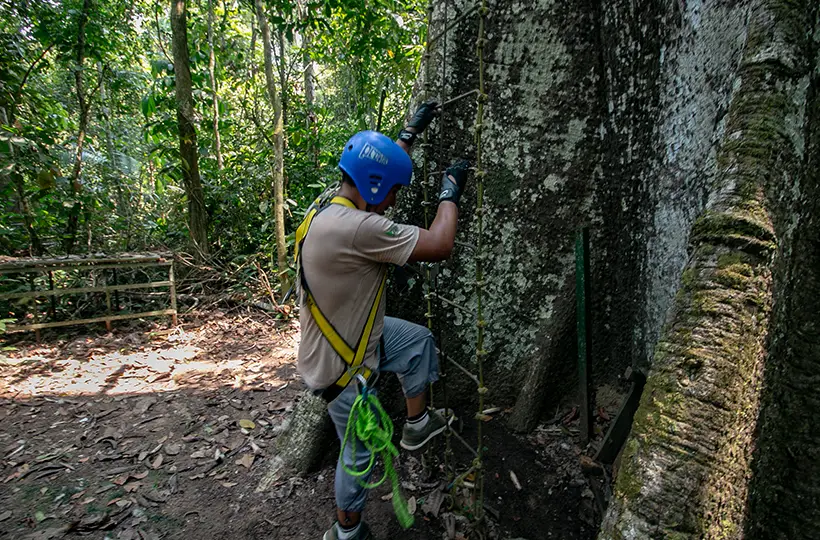 Canopy Tree Platform 2
