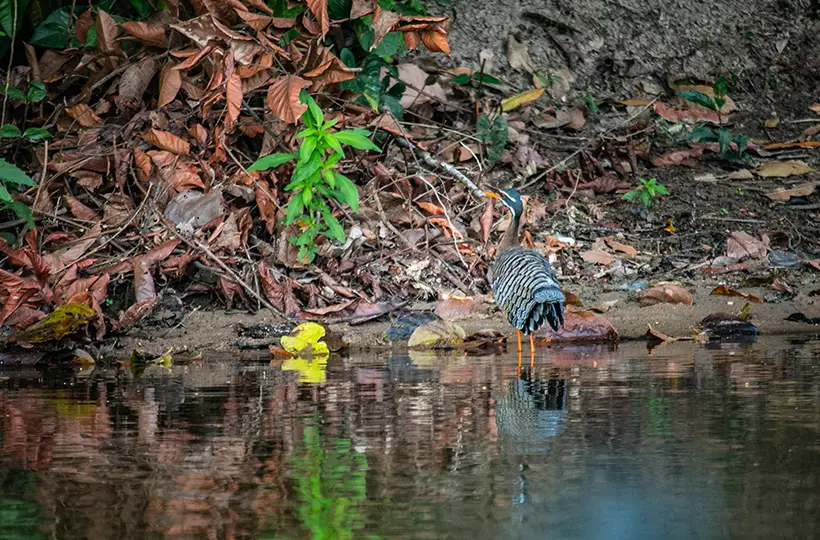 Lake Sandoval Boat Tour 2