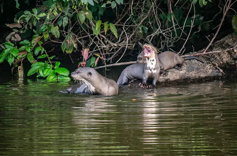 Lake Sandoval Boat Tour 3